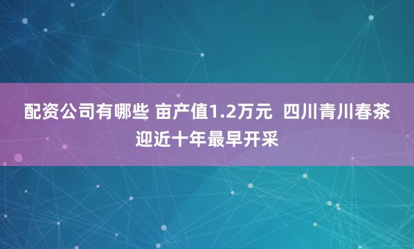 配资公司有哪些 亩产值1.2万元  四川青川春茶迎近十年最早开采